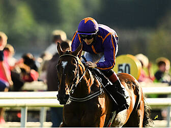Wicklow Brave dies after fall...